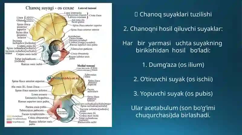 Chanoq SohasiningCHANOQ SOHASINING TUZILISHI MUSKULLARI VA NERVLAR BILAN TAMINLANISHI. BOLDIR SOHALARI. BOLDIR-TO'PIQ SOHASI, OYOQ PANJASI KLINIK ANATOMIYASI. SON SUYAGINING KLINIK ANATOMIYASI Tuzilishi 3