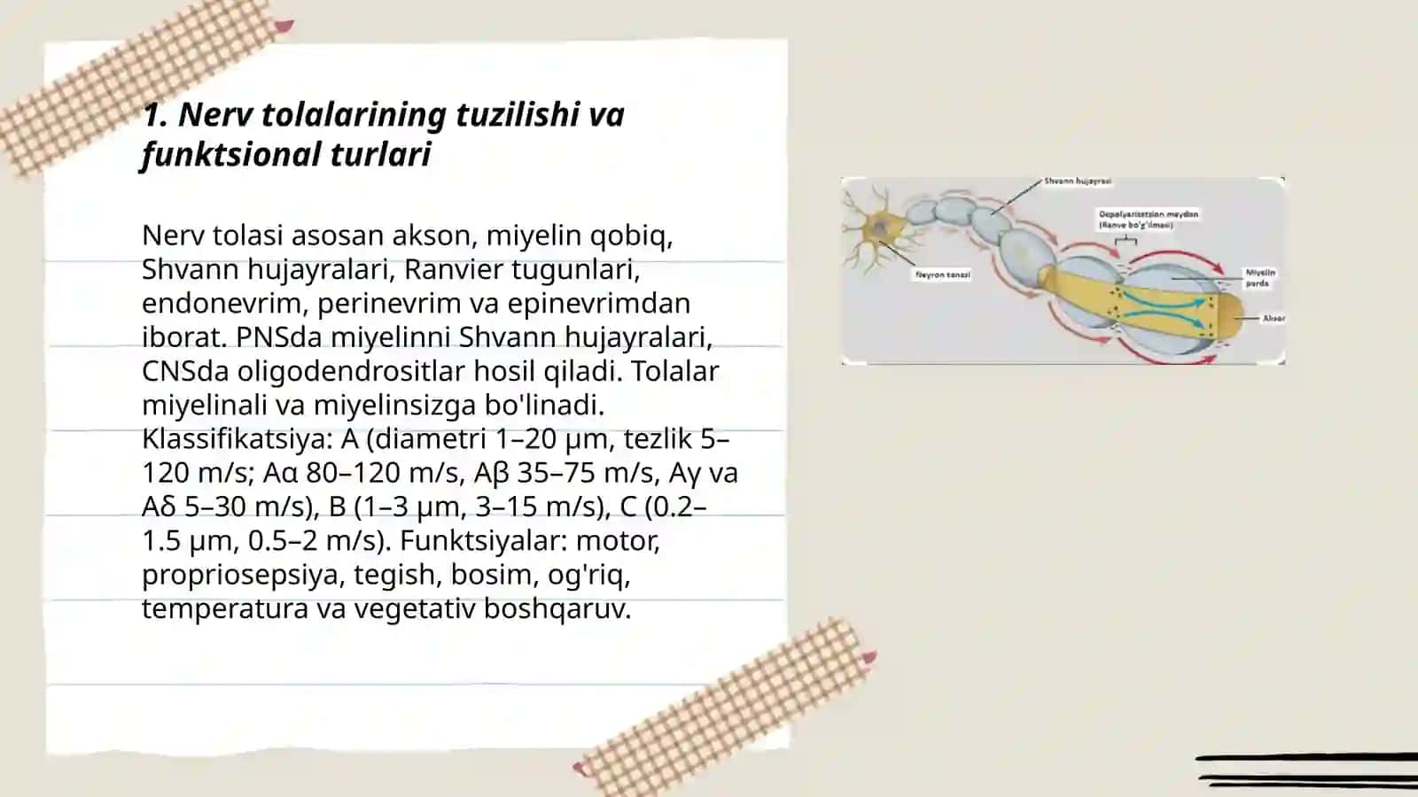 Nerv tolalari fiziologiyasi 3
