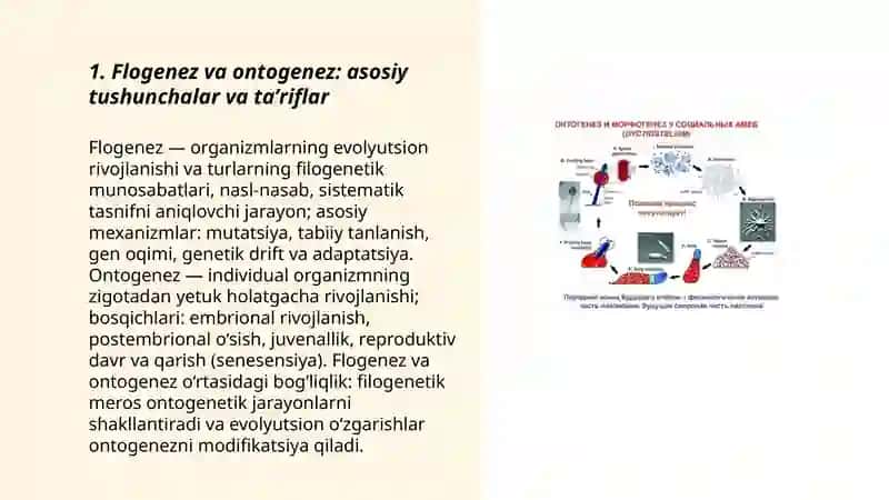 Flogenez va Ontogenez haqida tushuncha 3