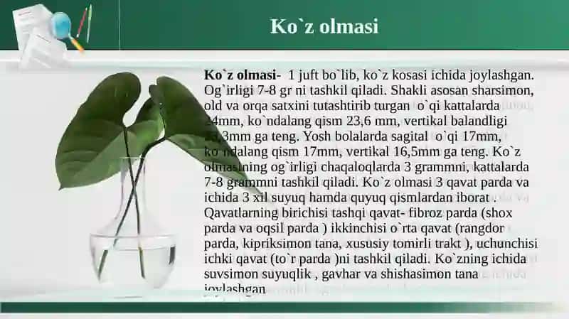 КO`RUV A`ZOLARININGКLINIKАNATOMIYASI VA FIZIOLOGIYASI 3