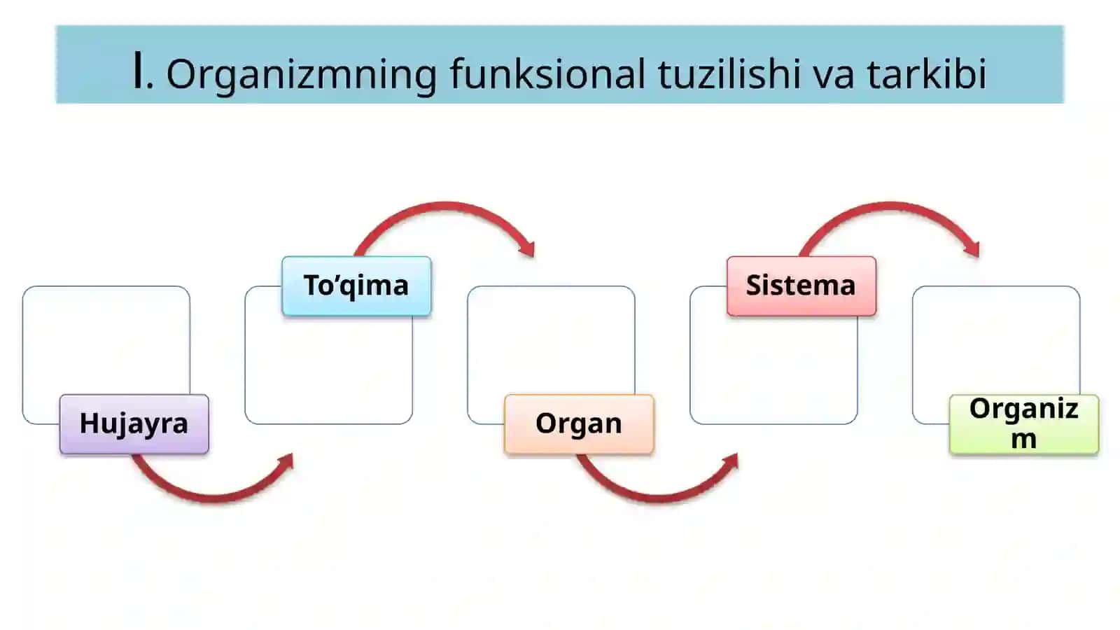 FiziologiyagakirishKo‘zg‘aluvchan to‘qimalardagi bioelektrik xodisalar 3
