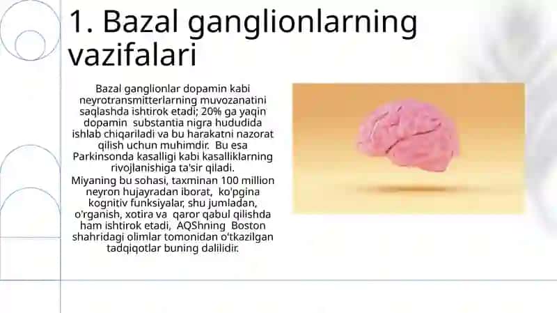 Bazal ganglionlar 3