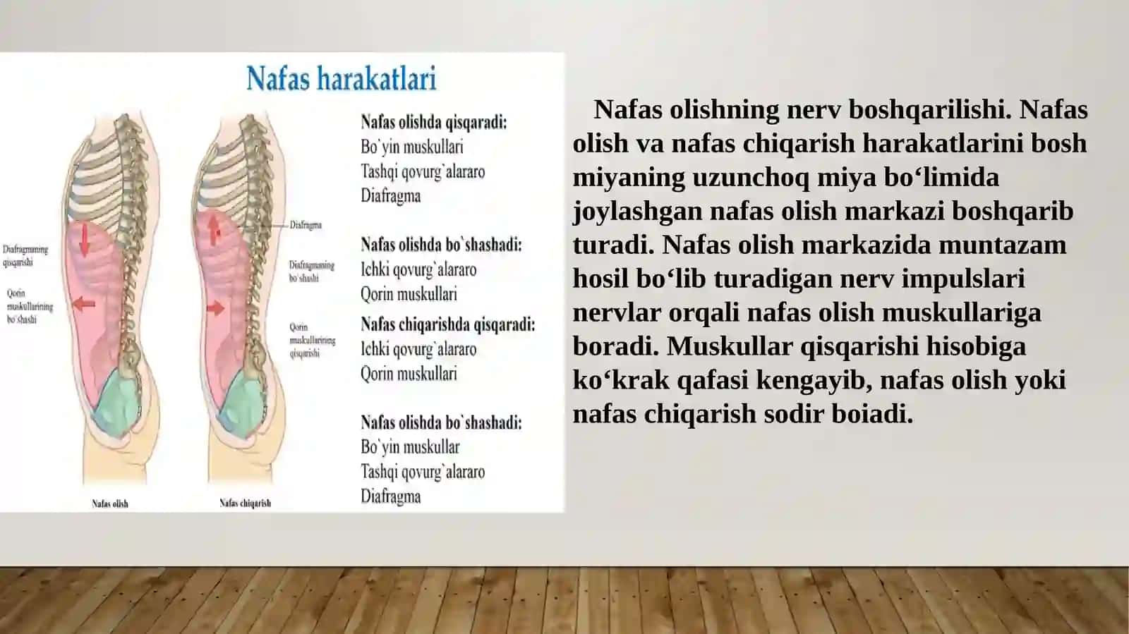 Nafas olishning boshqarilishi,nafas olish organlari 3