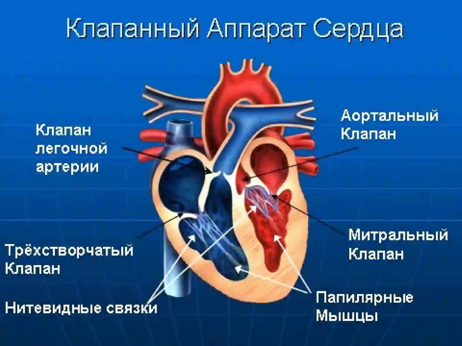 Болалардаги кардиологик шошилинч холатлар 3
