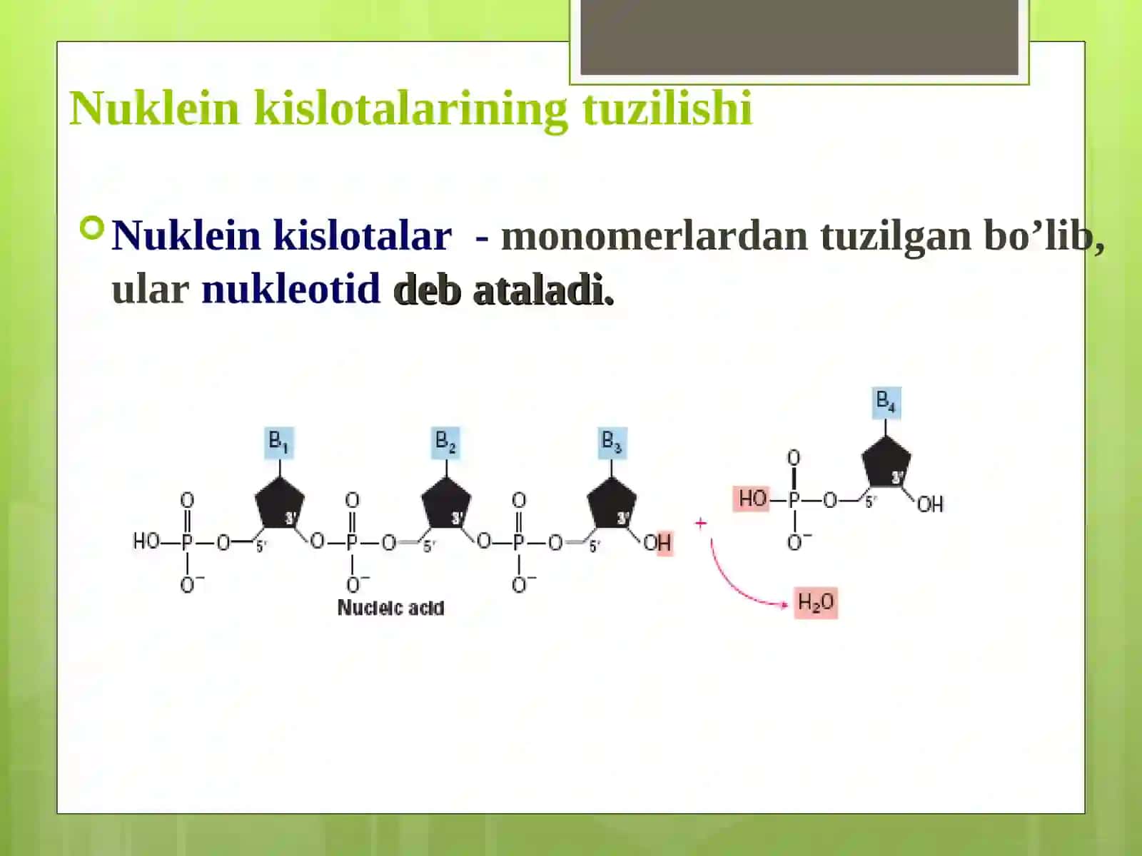 Nukleozidlar. Nukleotidlar 3