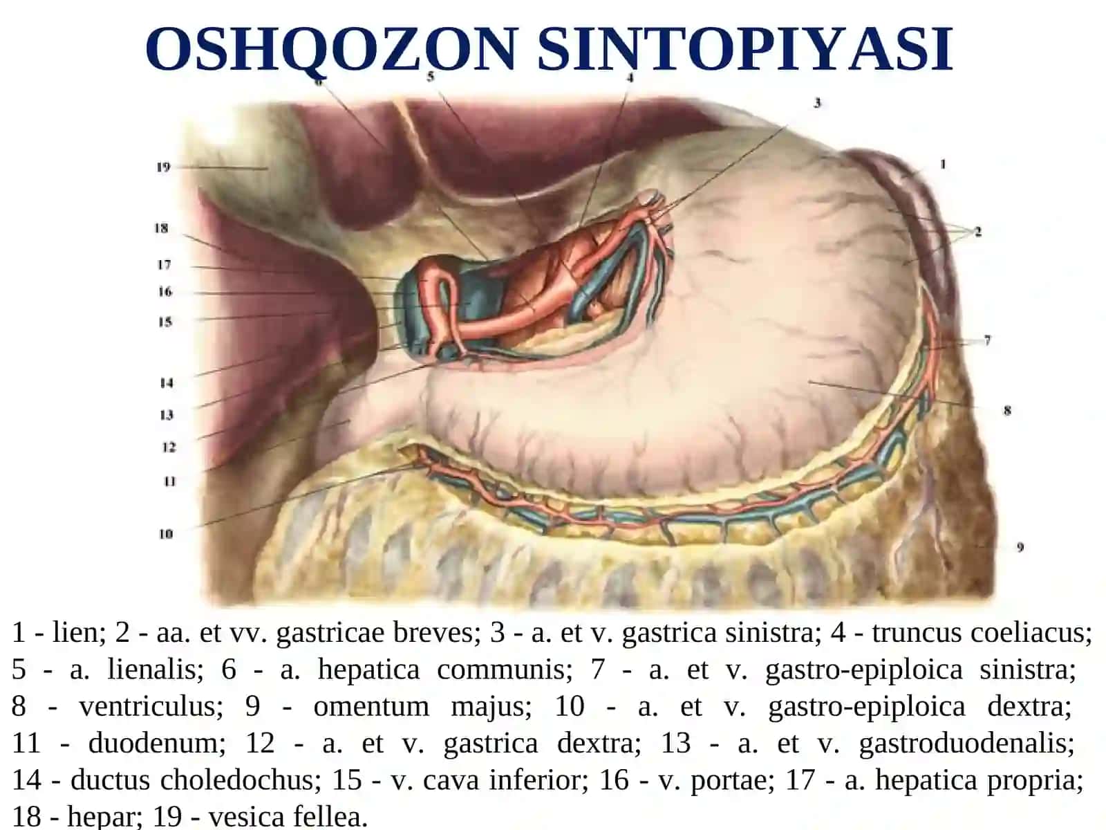 OSHQOZON TOPOGRAFIK ANATOMIYASI 3