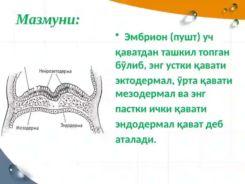 Нервтизими онтогенези 3