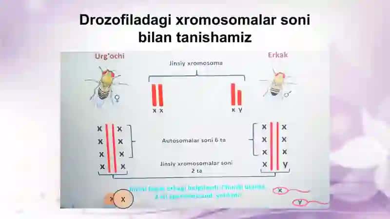 Belgilarning birikkan holda irsiylanishi 3