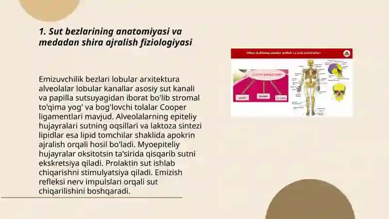 Sut bezlarining anatomiyasi va medadan shira ajralish fiziologiyasi 3