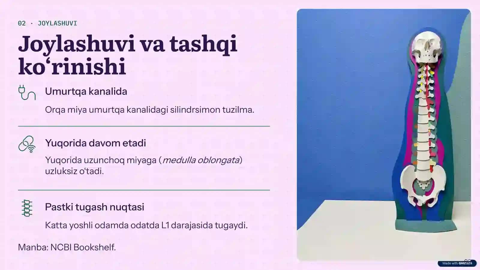 Orqa miya anatomiyasi 3