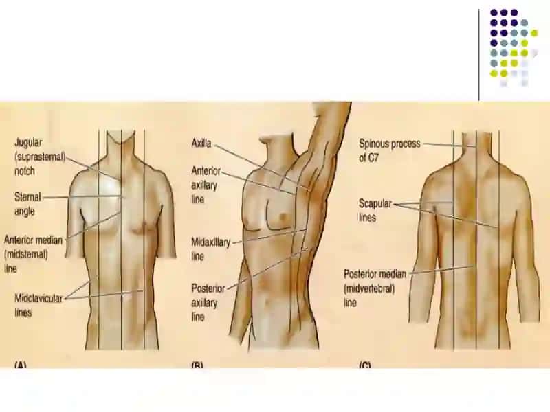 Сlinical anatomy of the chest and mammary gland 3