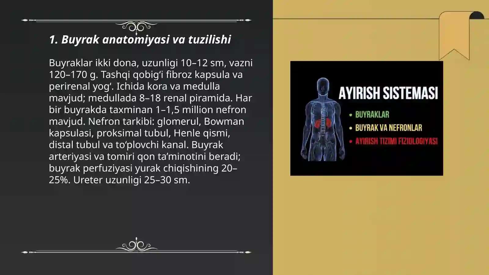 Buyrak anatomiyasi va tuzilishi 3