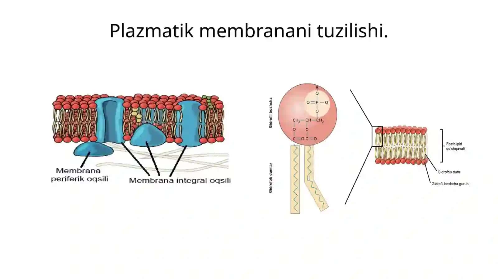 Biomembranalar funksiyalari 3