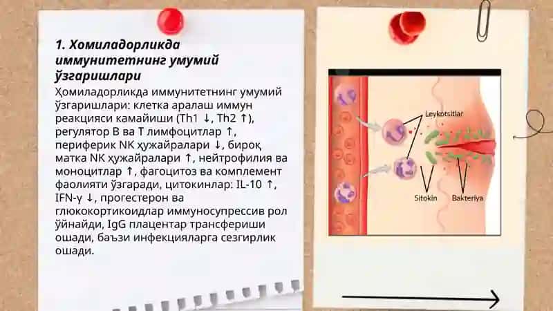 Хомиладорликда иммунитетни хусусиятлари 3