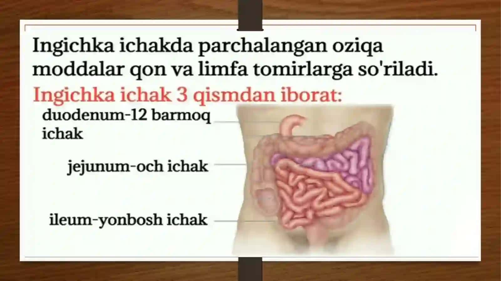 Ovqat hazm qilish tizimi.Ingichkaichakanatomiyasi 3