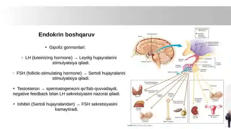 Urugʻdon endokrin faoliyatining endokrin boshqariluvi. Gemato-testikulyar  toʻsigʻining gistofiziologiyasi. Gemato-ovarial toʻsiqning gistofiziologiyasi 3