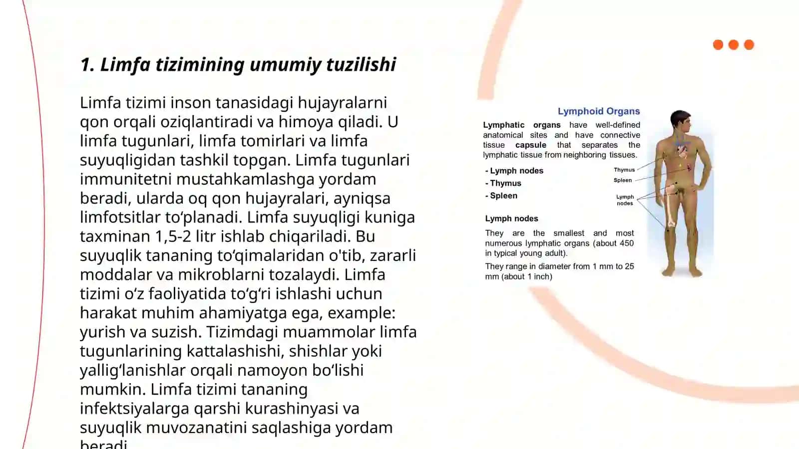 Limfa tizimining fuksional anatomiyasi 3