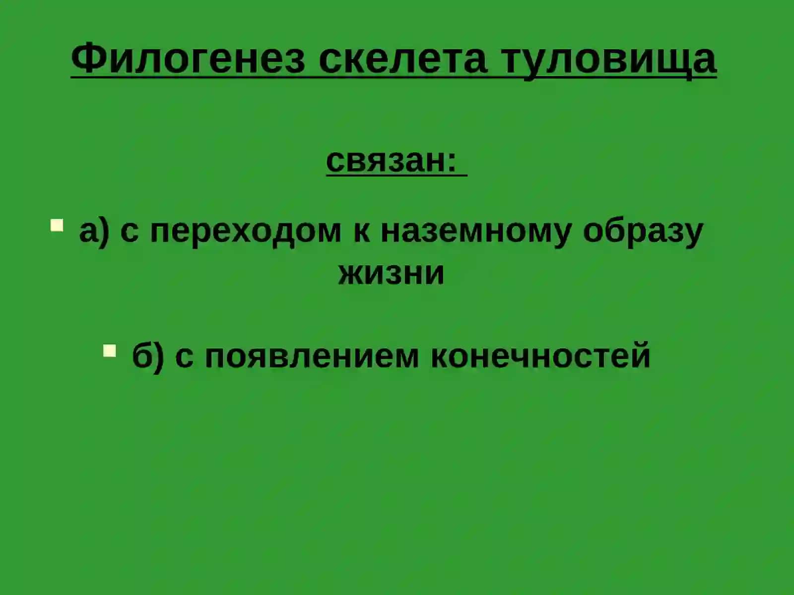 Осевой скелет 3