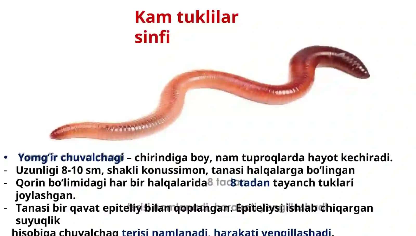 Halqali chuvalchanglar tipi 3