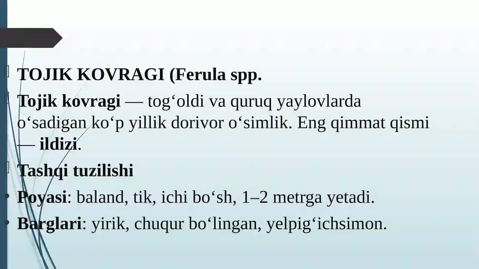 Tojik ko`vragi o'simligi 3