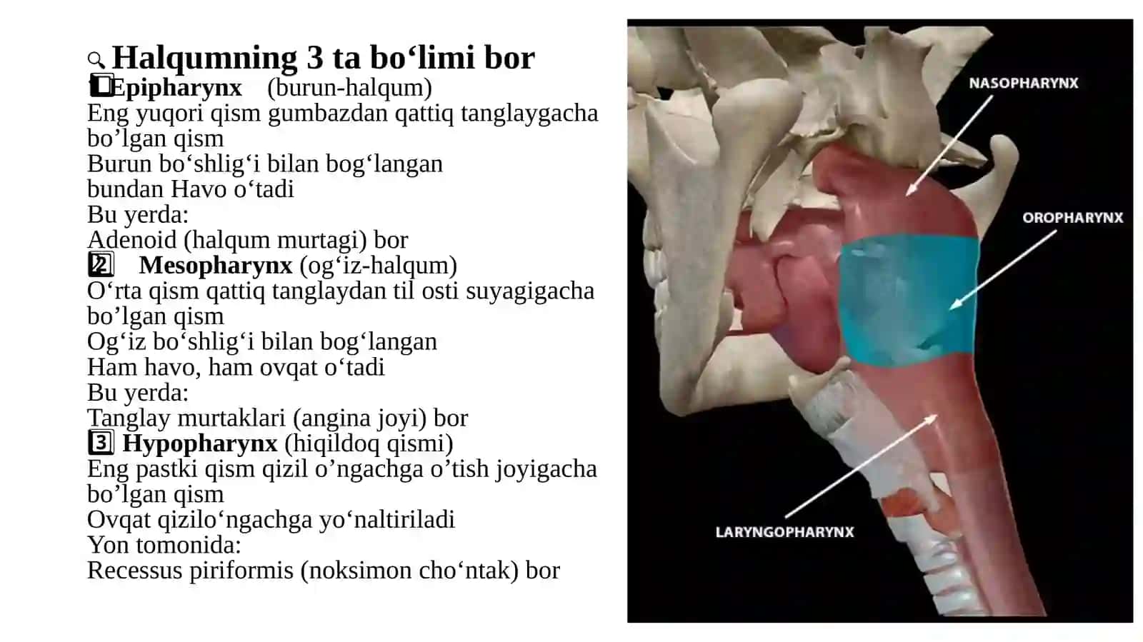 Bo’yina’zolariningklinikanatomiyasi 3
