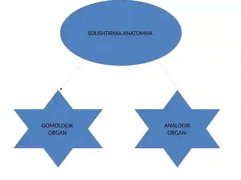 Umurtqalilarda a'zolar va a'zolar sistemasi antifilogenezining solishtirma tasnifi 3