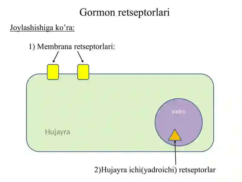 Gormonal signallar 3