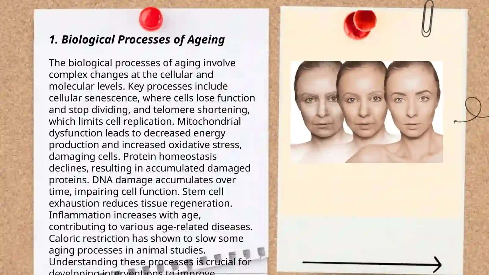 Biological Processes of Ageing 3