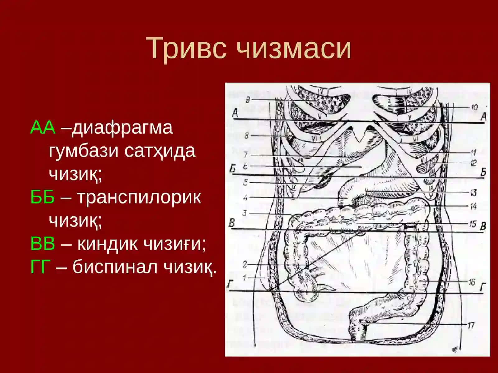 Қорин олд-ён деворининг жарроҳлик анатомияси 3