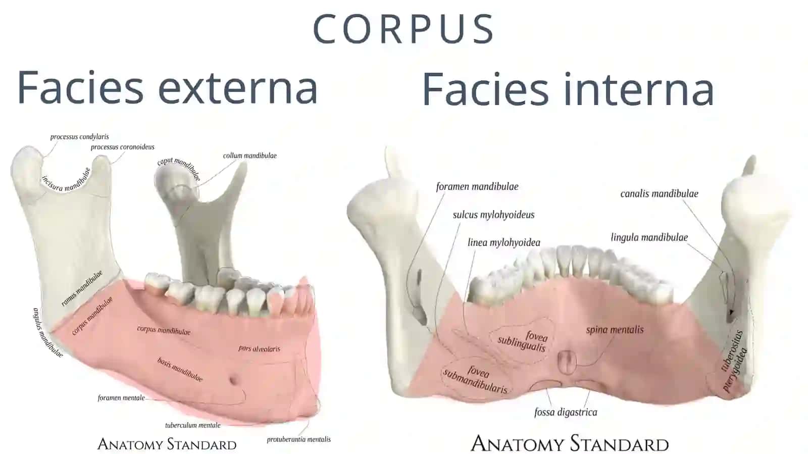 MANDIBULA 3