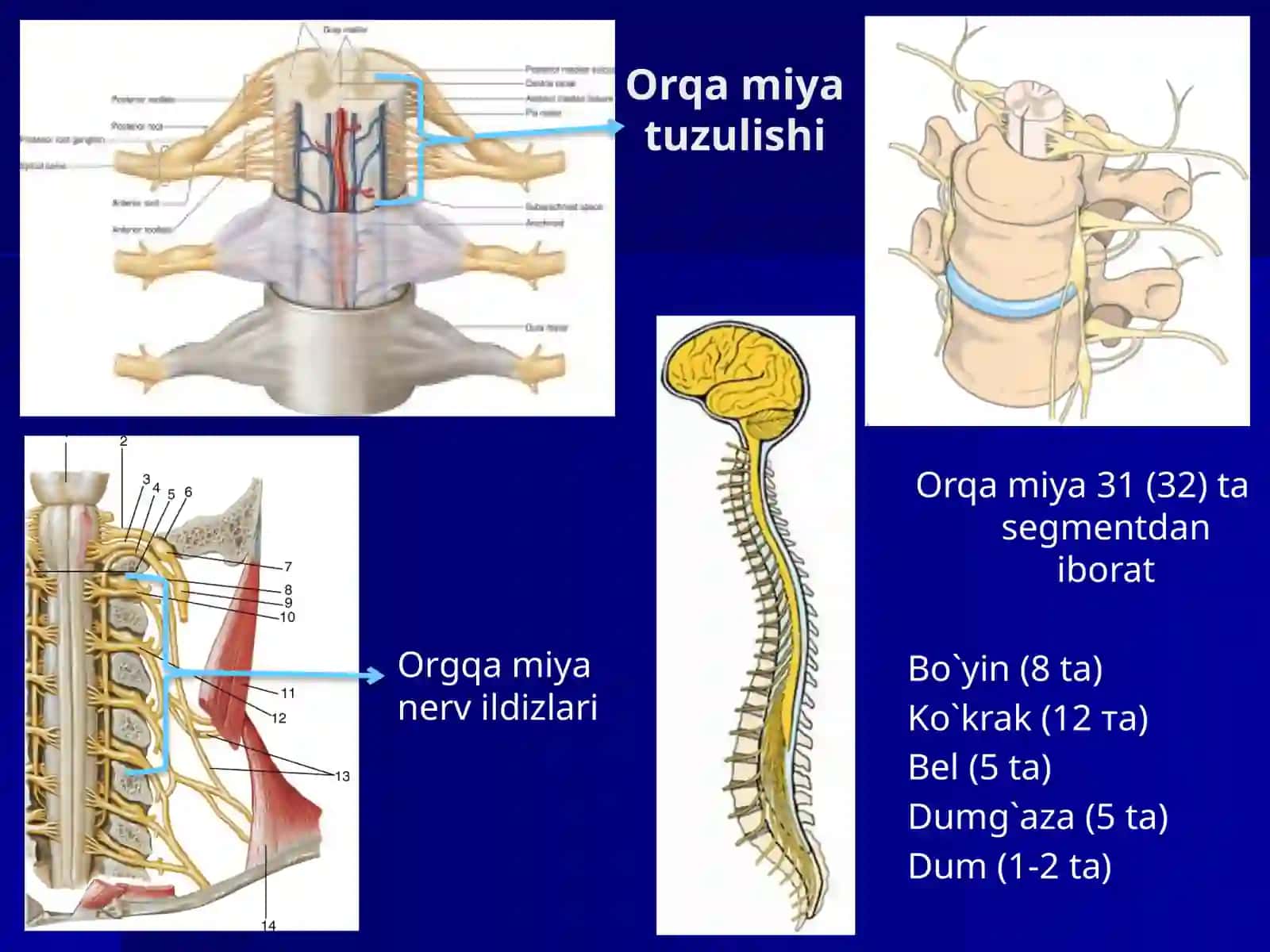 Qo`l va oyoq nerv operatsiyalari 3