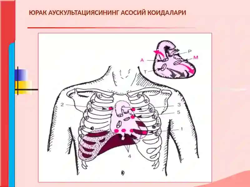 ЮРАК АУСКУЛЬТАЦИЯСИ 3