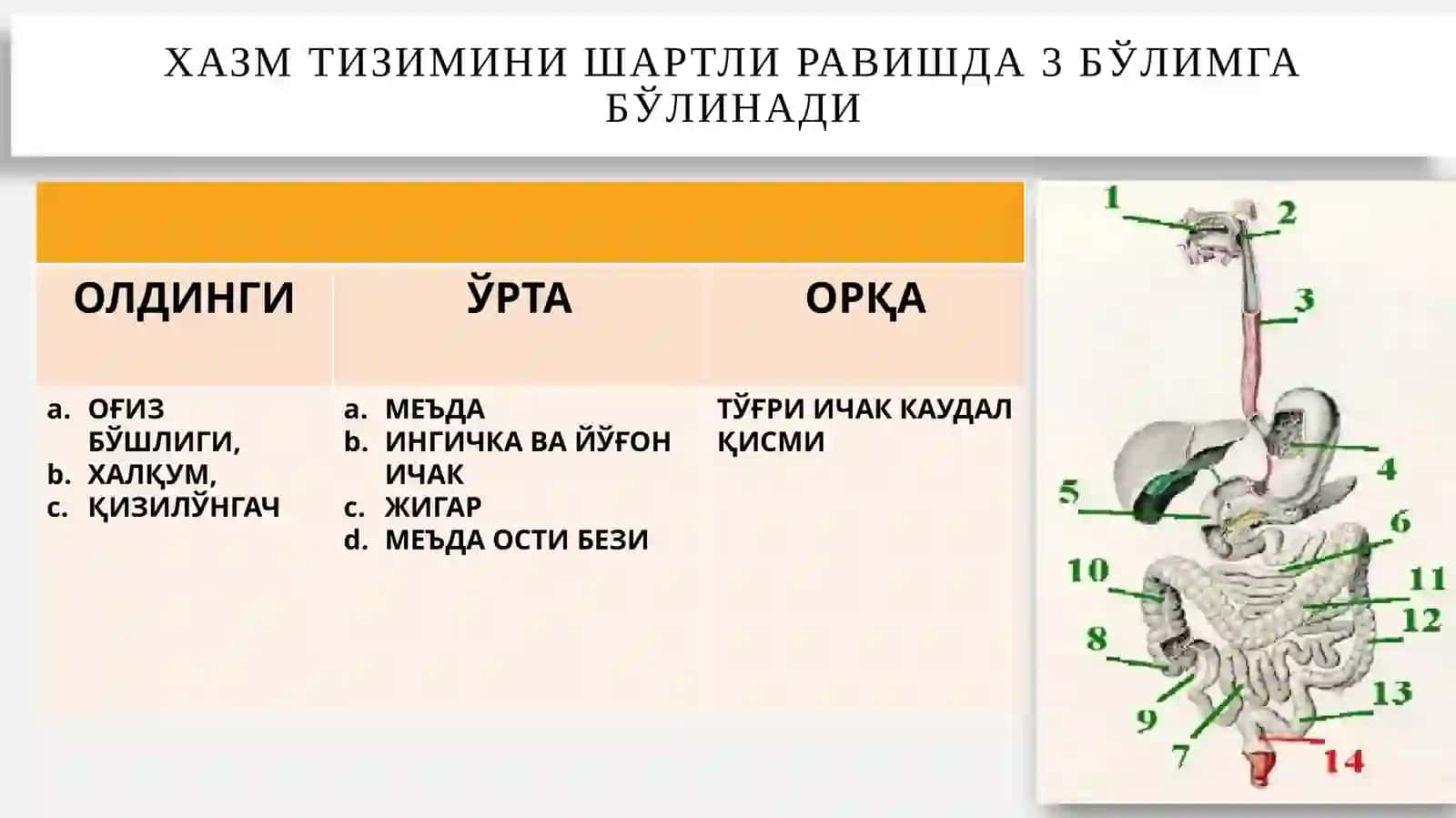 Хазмтизими:Юз-жағ ва оғиз бўшлиғи тараққиёти ва тузилиши 3