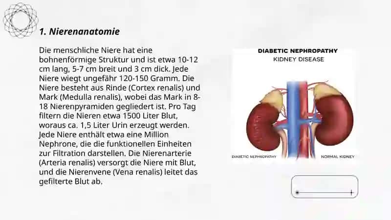 Die nieren 3