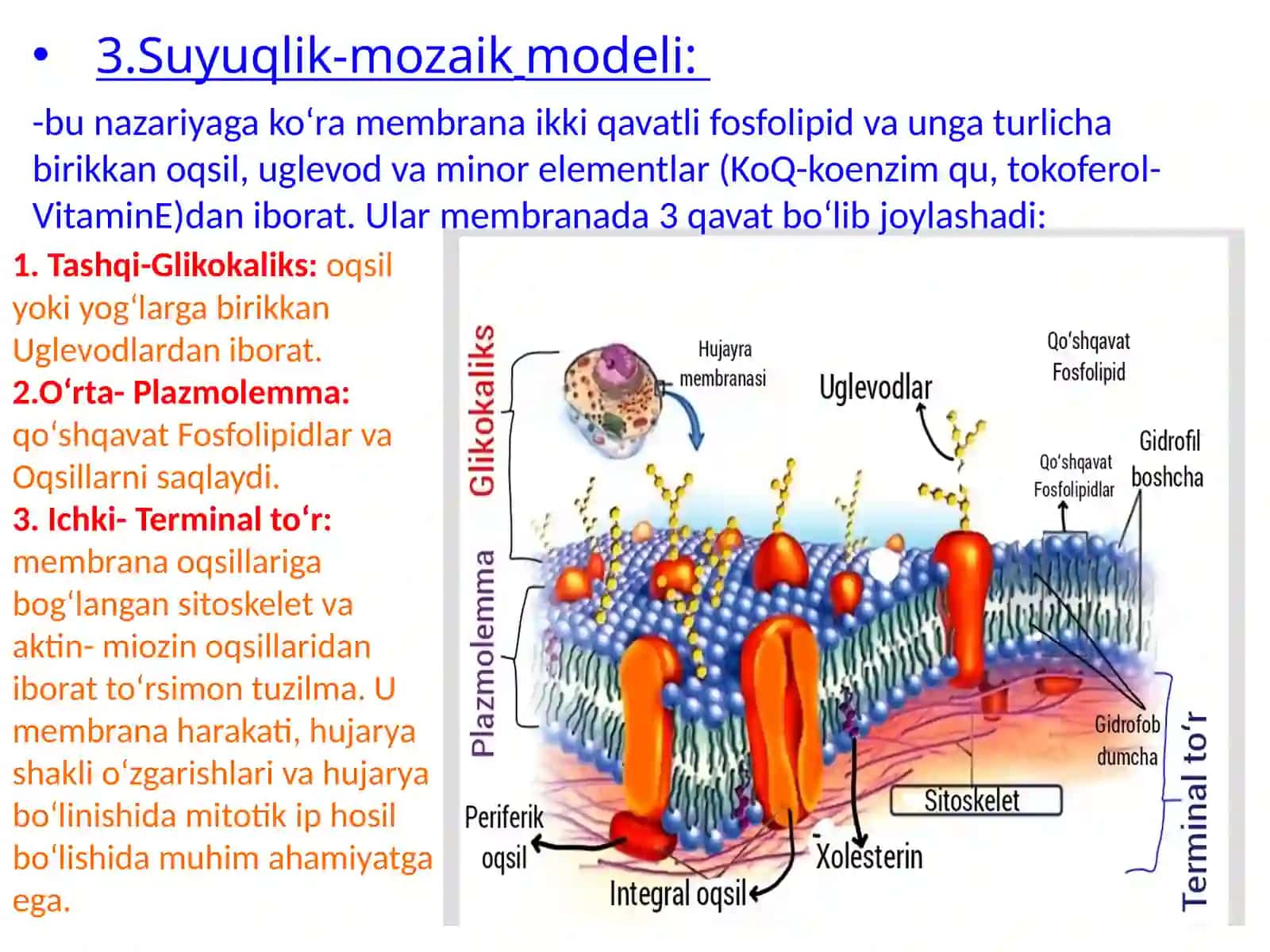 BIOMEMBRANALAR TUZILISHI VA XOSSALARI 3