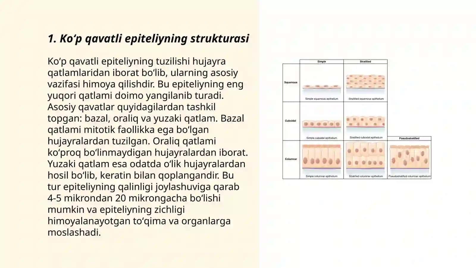Koʻp qavatli muguzlanmaydigan yassi epiteliyning qavatlarni tahlil qilish 3