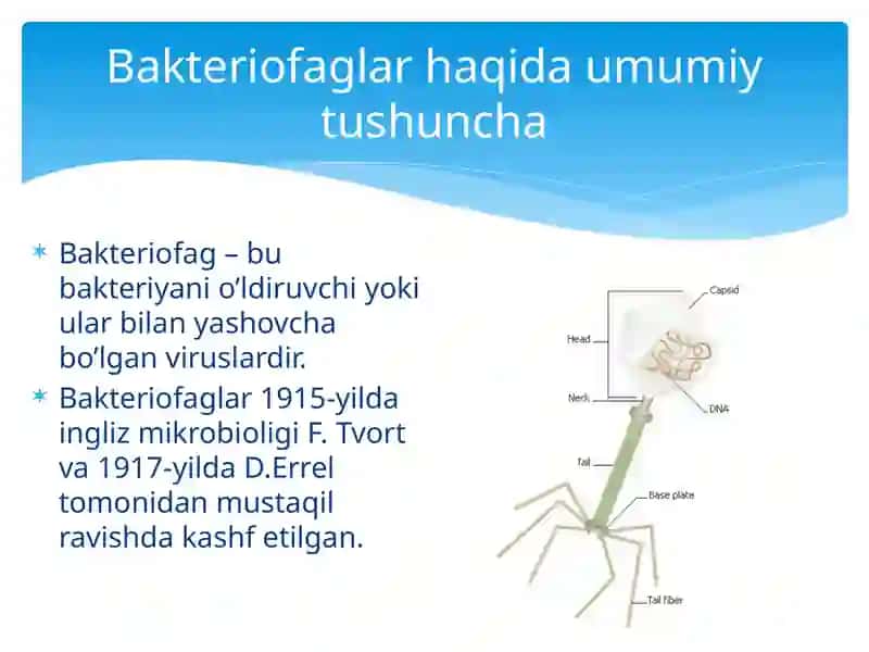 Bakteriofaglar 3