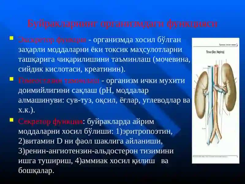Буйракларнинг организмдаги функцияси 3