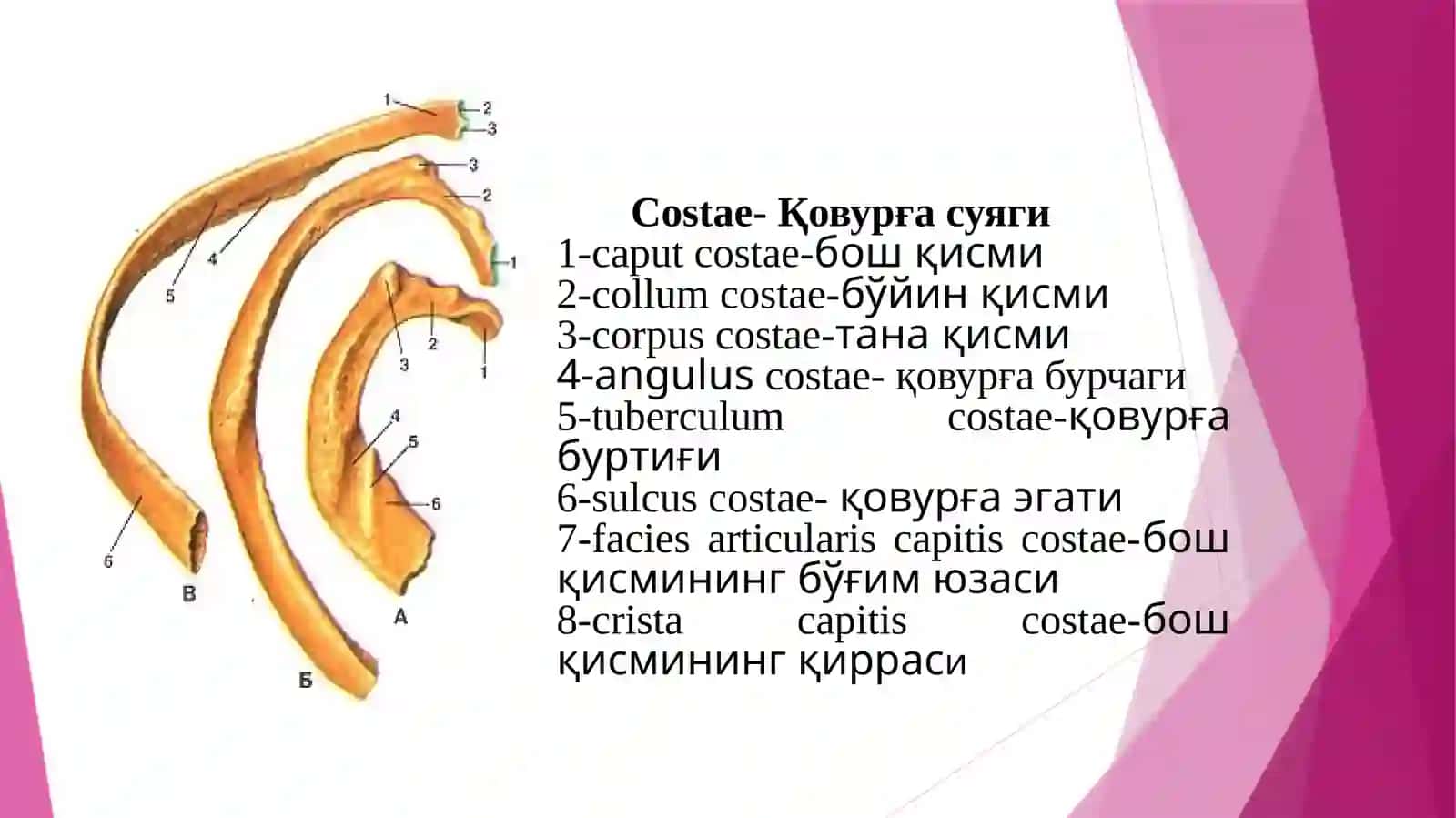 Кўкракқафаси.Тўш,қовурға,кураксуягитузилиши 3