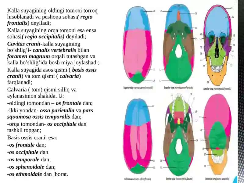 KALLA SUYAKLARI(1-QISM)OS OCCIPITALE,OSFRONTALE,OSETHMOIDALE,OS PARIETALE 3