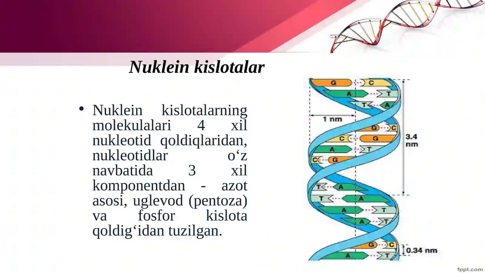 Nuklein kislotalar va irsiy belgilarni nasldan-naslga o‘tishdagi roli 3