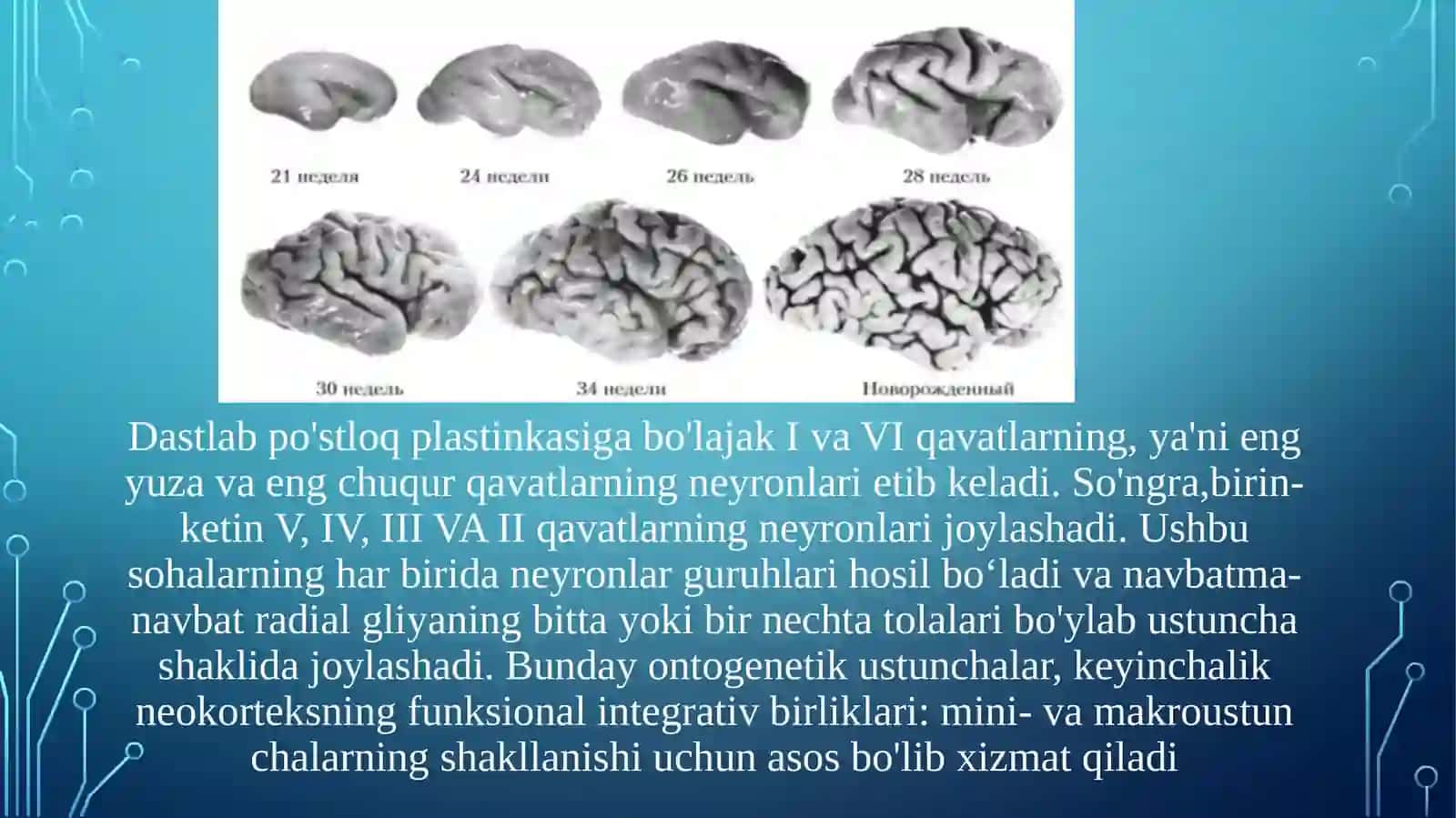 Bosh miya yarim sharlari po‘stlog‘ining morfogenezi va tuzilishi 3