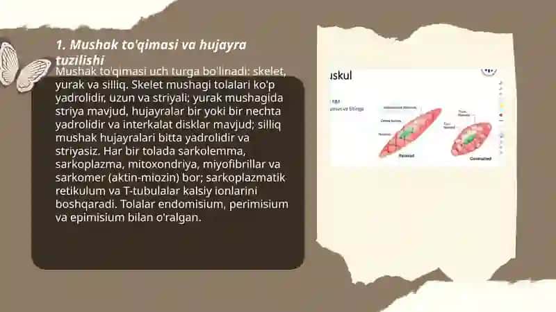 Muskul fiziologiyasi 3