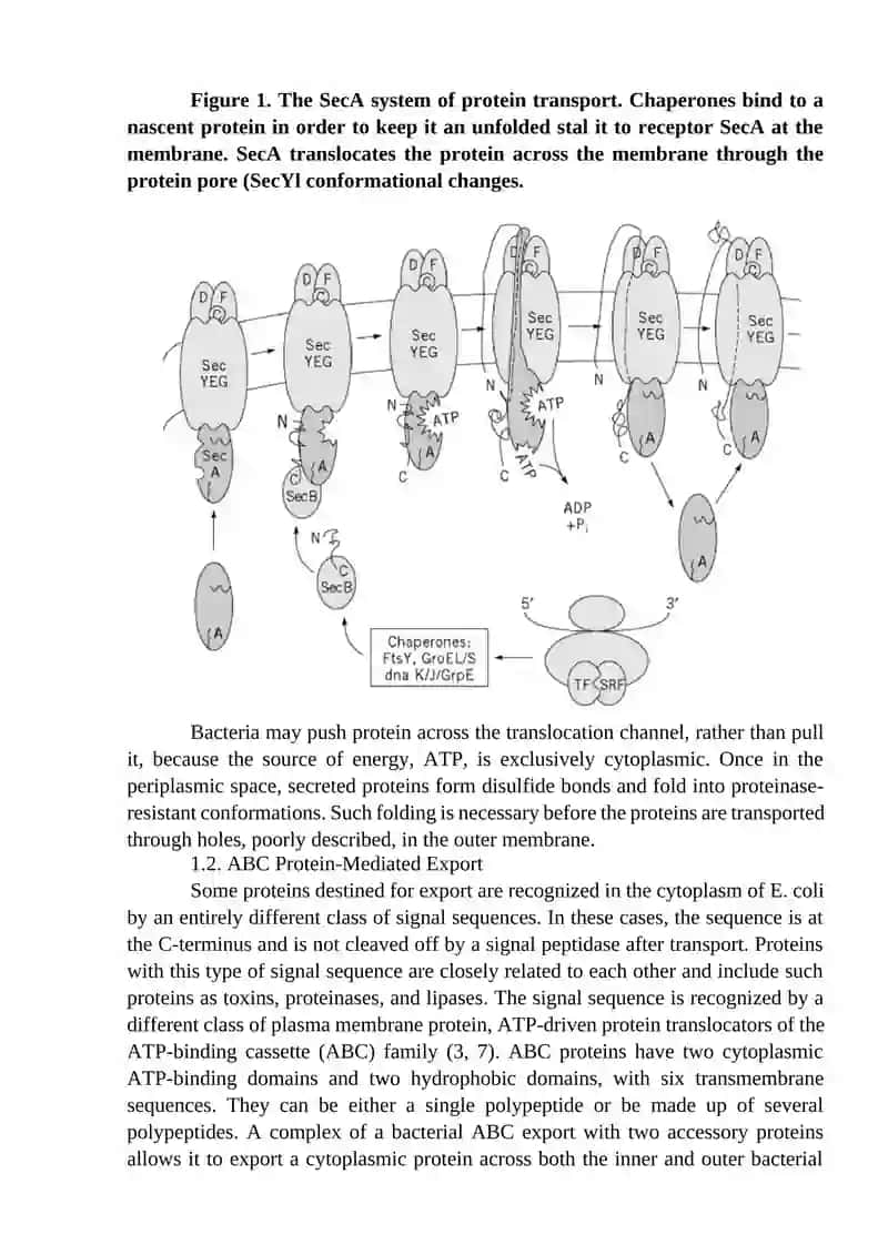Protein Secretion (Molecular Biology) 3