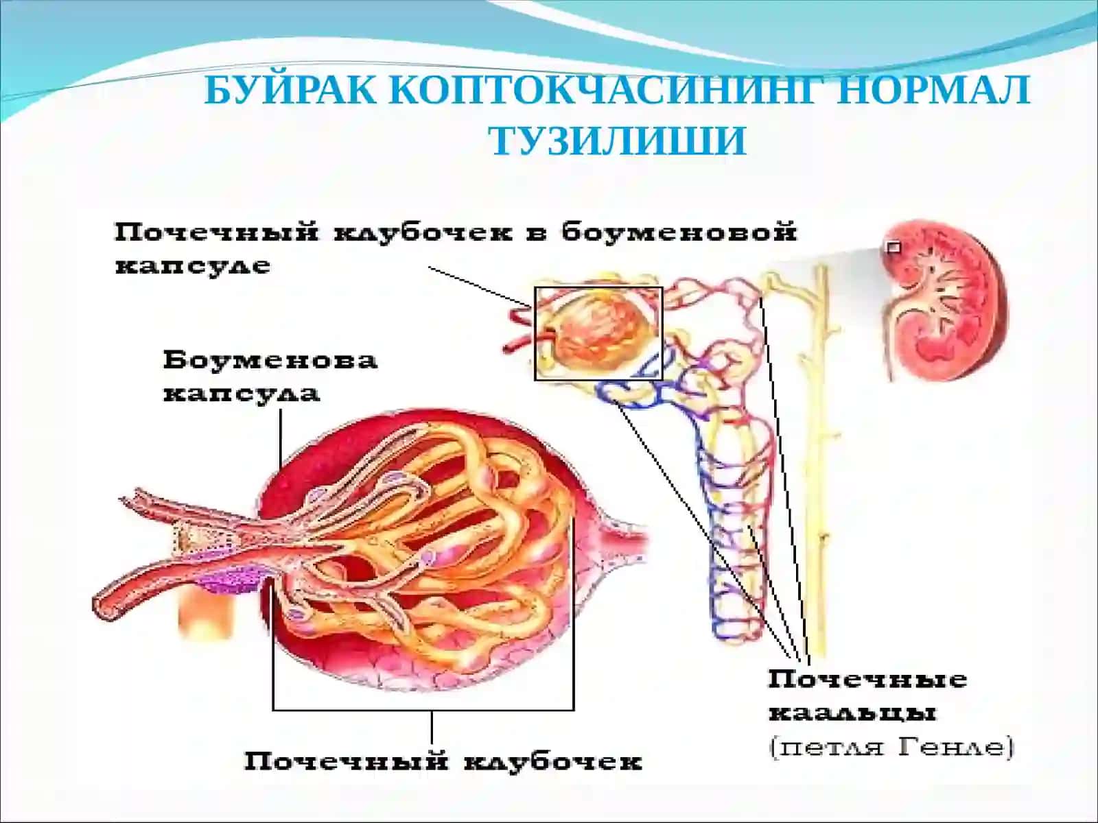 БУЙРАК КОПТОКЧАСИНИНГ НОРМАЛ ТУЗИЛИШИ 3