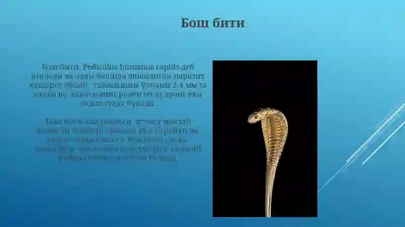 Бош бити 3