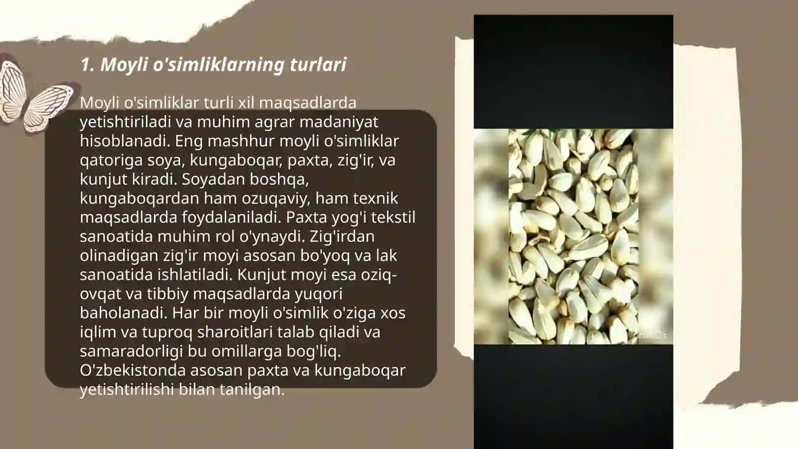 Moyli va efir moyli oʻsimliklar 3