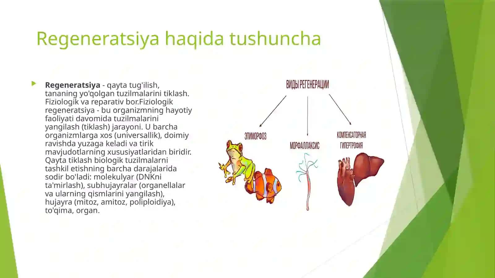 Regeneratsiya va transplantatsiya turlari 3