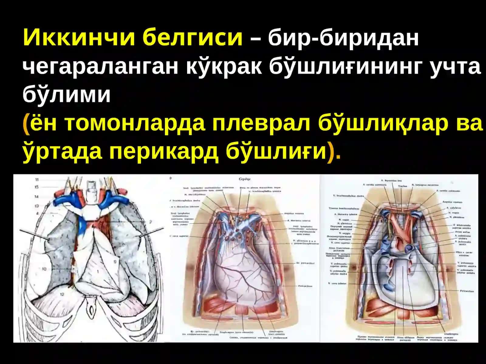 KO'KRAK QAFASI TOPOGRAFIK ANATOMIYASI 3