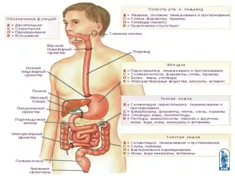 Презентация на тему: Пищеварение 3